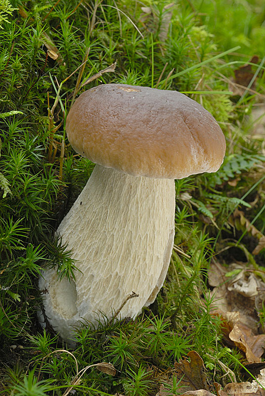 Boletus edulis